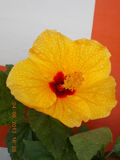 6 august 2013-flori 040 - hibiscus -1