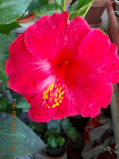6 august 2013-flori 067 - hibiscus -1