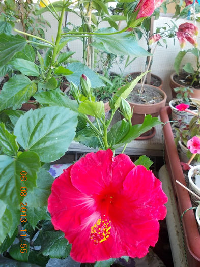 hibi rosu mama-Helene - hibiscus -1
