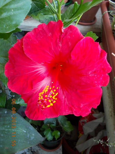 6 august 2013-flori 069 - hibiscus -1