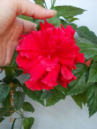 hibi rosu batut - hibiscus -1