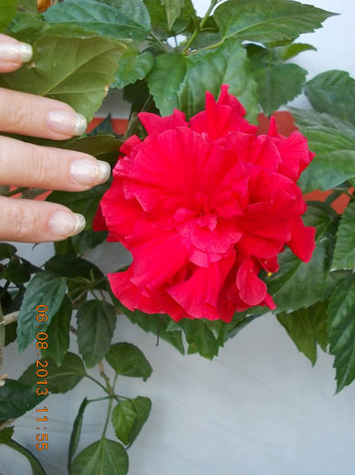 6 august 2013-flori 073 - hibiscus -1