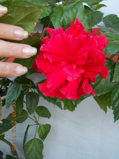 hibi rosu batut - hibiscus -1