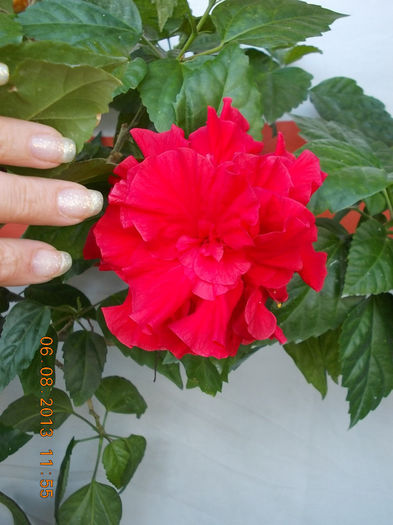 6 august 2013-flori 075 - hibiscus -1