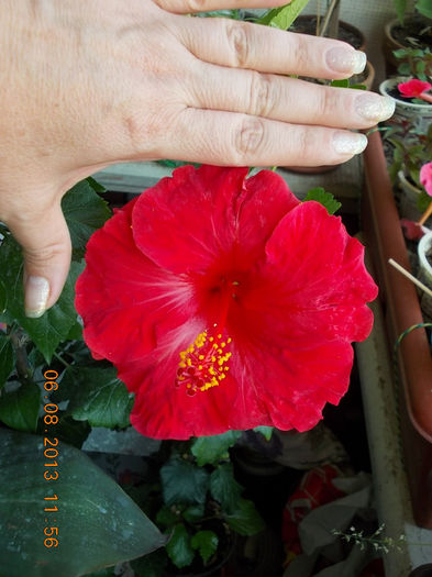 6 august 2013-flori 076 - hibiscus -1