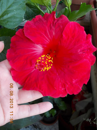 6 august 2013-flori 079 - hibiscus -1