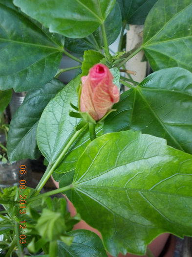 6 august 2013-flori 126 - hibiscus -1