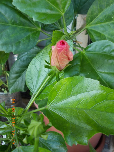 hibi rosu corai - hibiscus -1