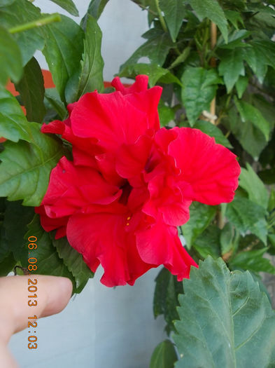 hibi rosu batut - hibiscus -1