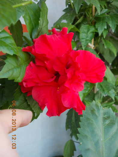 6 august 2013-flori 131 - hibiscus -1