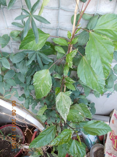 6 august 2013-flori 141 - hibiscus -1