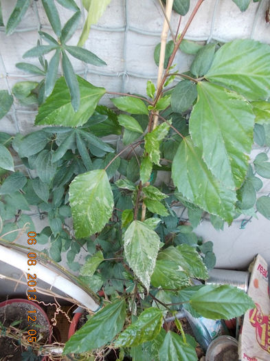 hibi cooperi snow queen - hibiscus -1