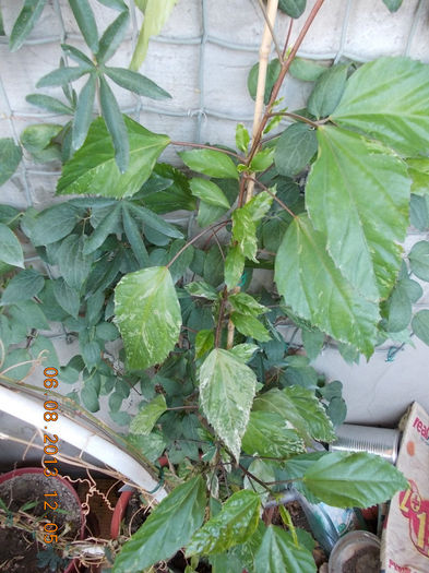 6 august 2013-flori 143 - hibiscus -1