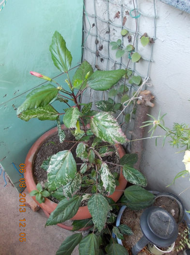 6 august 2013-flori 144 - hibiscus -1