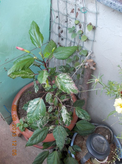 6 august 2013-flori 145 - hibiscus -1