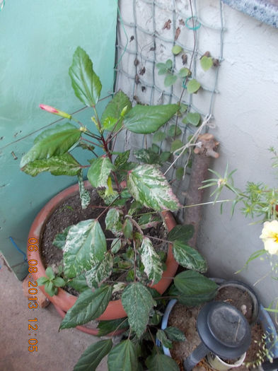 6 august 2013-flori 146 - hibiscus -1