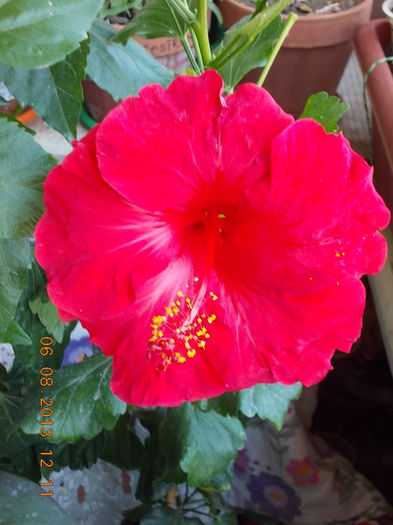 6 august 2013-flori 168 - hibiscus -1
