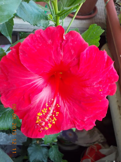 hibi rosu mama-helene ? - hibiscus -1