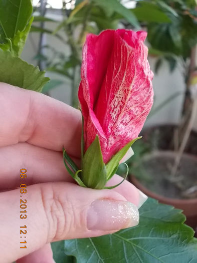 hibi ciclam simplu - hibiscus -1