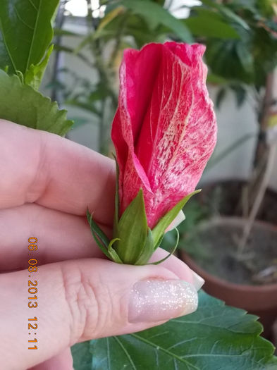 6 august 2013-flori 173 - hibiscus -1