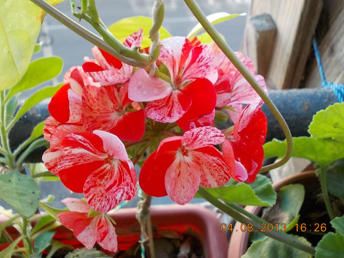 6 august 2013-flori 027 - muscate