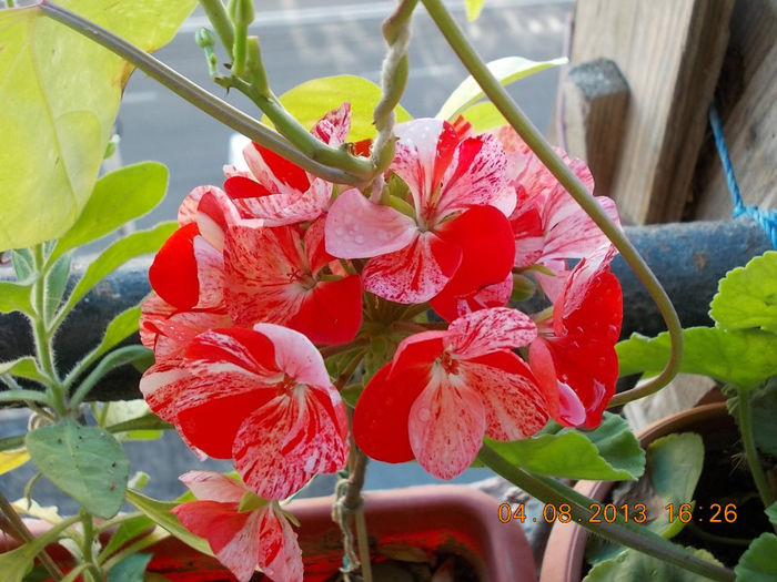 6 august 2013-flori 029 - muscate