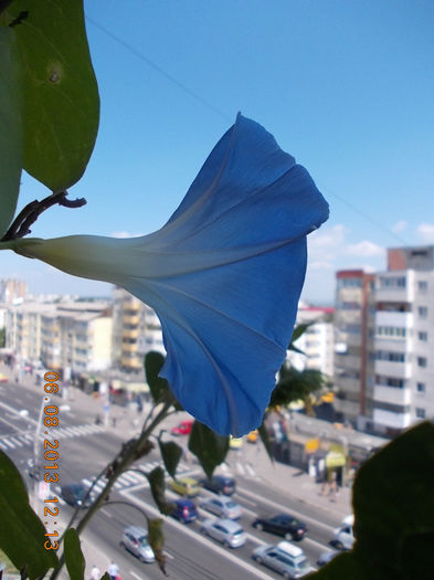 6 august 2013-flori 186