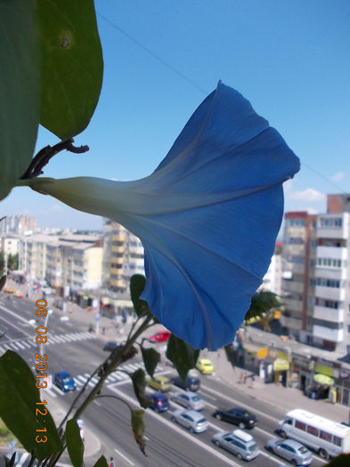 zorele albastre morning glory