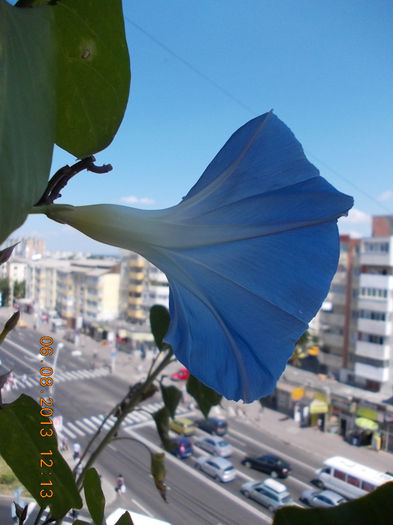 6 august 2013-flori 188