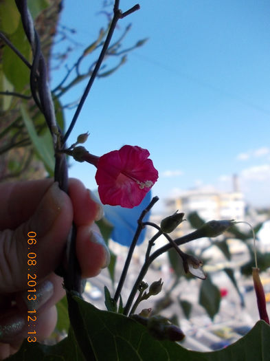 6 august 2013-flori 189