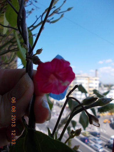 zorele mici rosii-cardinal climber