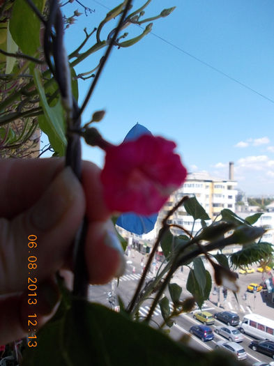 6 august 2013-flori 191