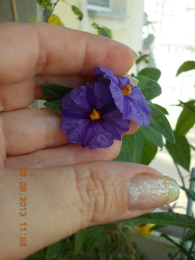 6 august 2013-flori 083 - solanum rantonettii