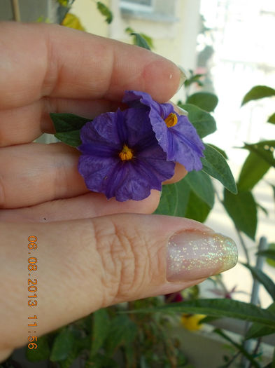 6 august 2013-flori 085 - solanum rantonettii