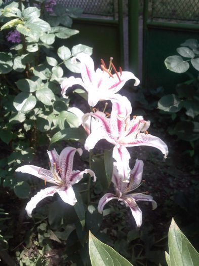 IMG204 - Gradina mea