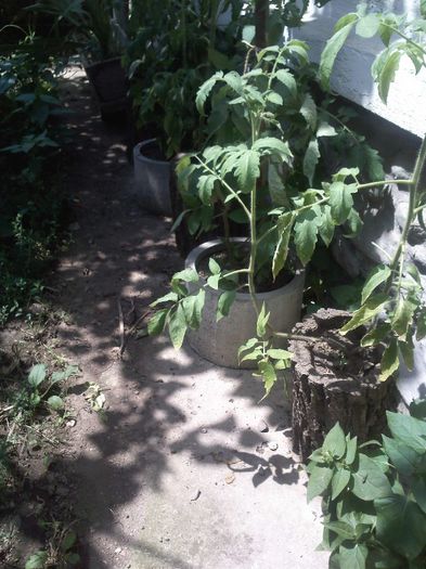 un alt tip de ghiveci cu rosii