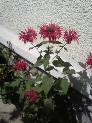 monarda