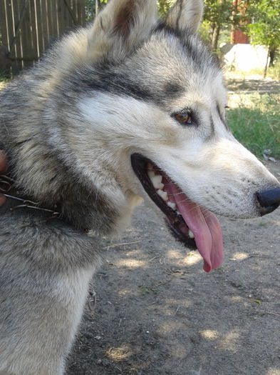 2013-08-04 11.05.48 - Husky Siberian