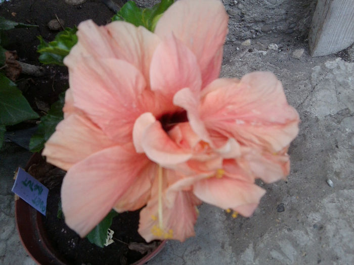 Fotografie5325 - hibiscusi 2013-2