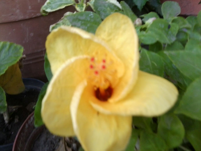 Fotografie5328 - hibiscusi 2013-2