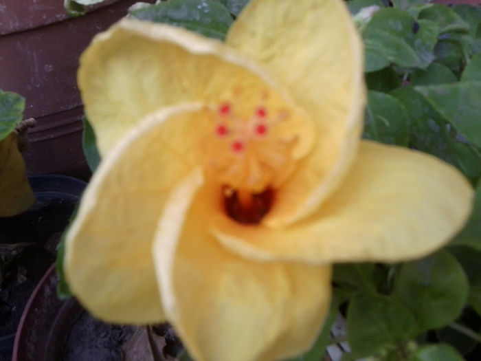 Fotografie5329 - hibiscusi 2013-2