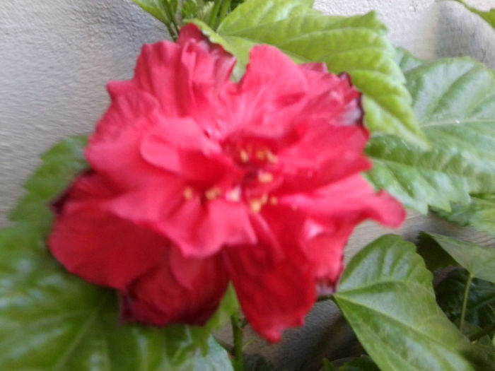 Fotografie5351 - hibiscusi 2013-2