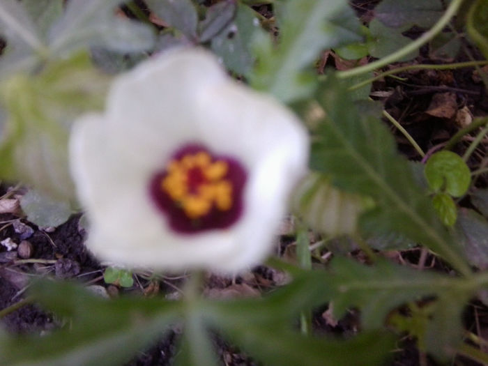 Fotografie5359 - hibiscusi 2013-2