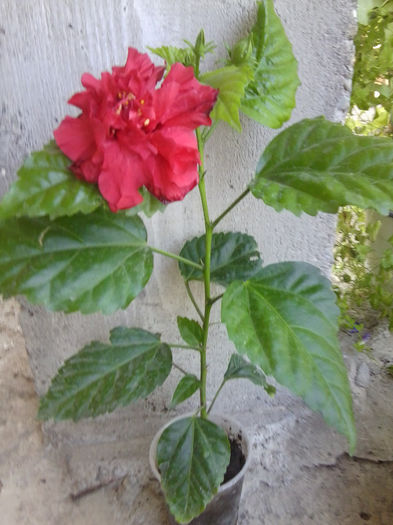 Fotografie5377 - hibiscusi 2013-2