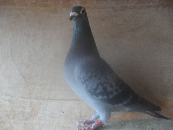 2454484-11 M-NORMA FOND 30,41 PCT-4angaj.-4cls si anume BEREZANKA525 KM,LVOVE1 si 2-662KM,VASYLIVSKA