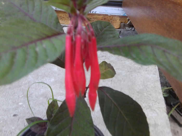 Fotografie5301 - flori de gradina 2013-2