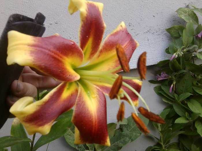 Fotografie5304 - flori de gradina 2013-2