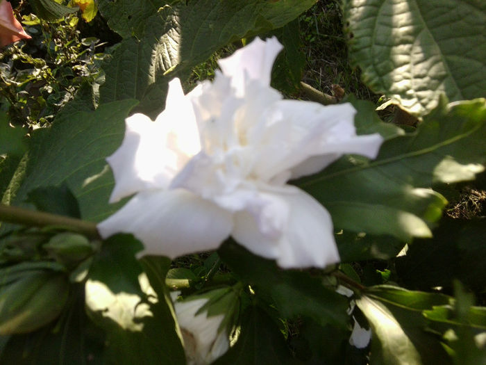 Fotografie5340 - flori de gradina 2013-2