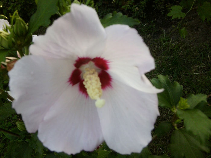 Fotografie5342 - flori de gradina 2013-2