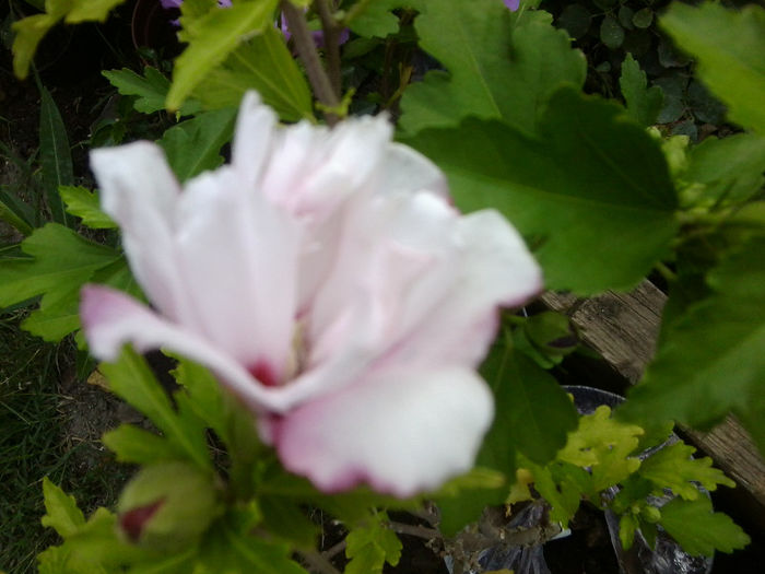 Fotografie5343 - flori de gradina 2013-2